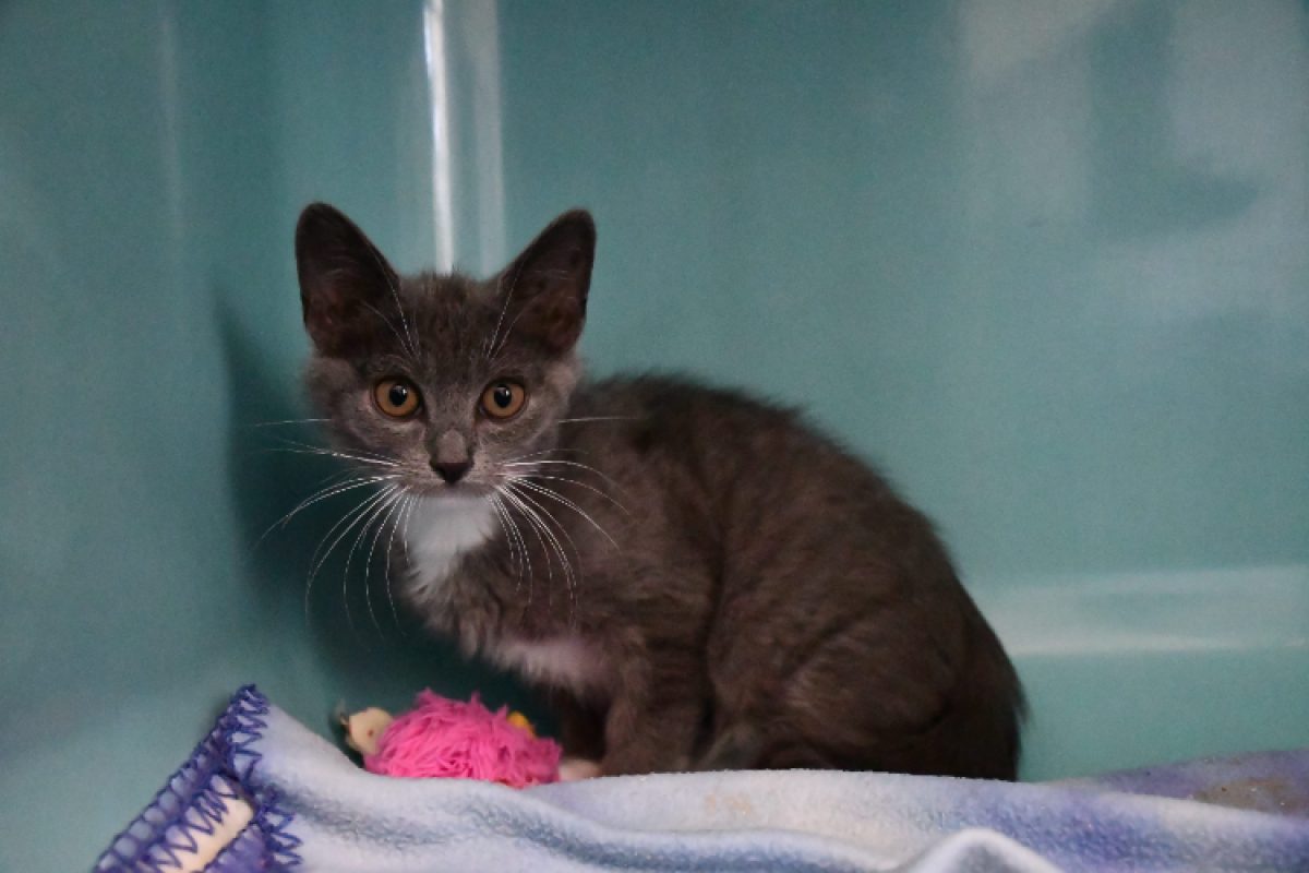 Bijoux - Chat Européen à adopter - photo 4