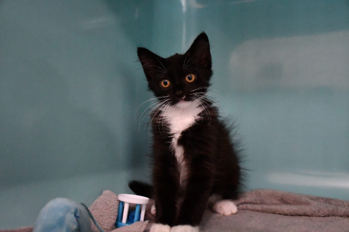 Photo #2 de Robin
