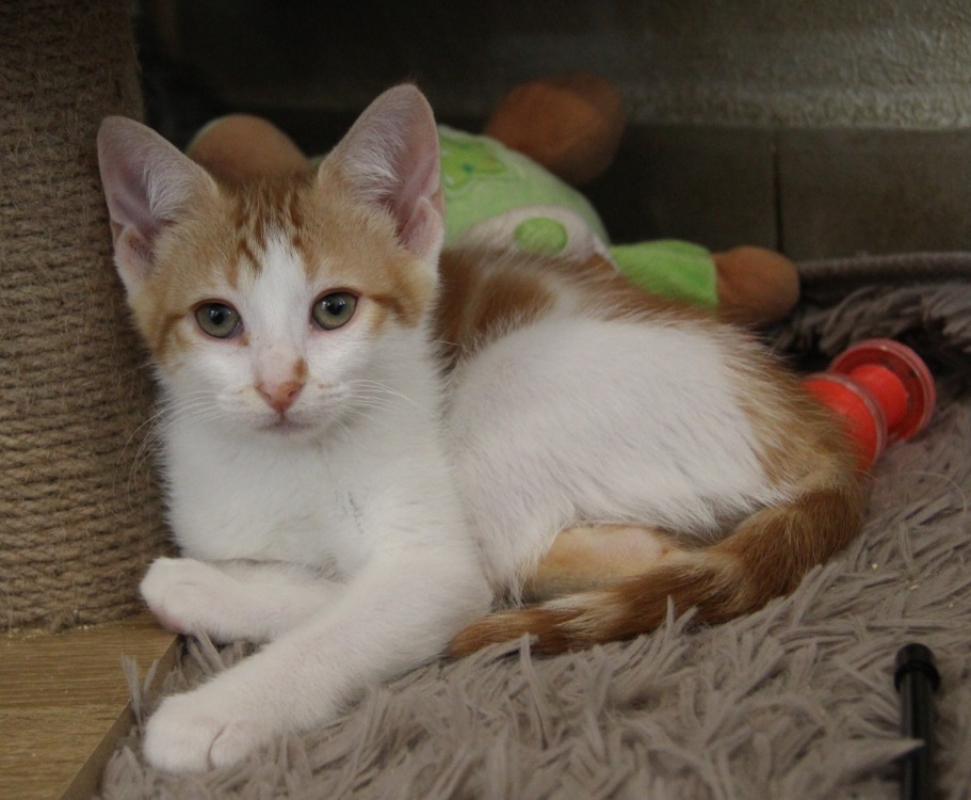 Photo de Biscotte