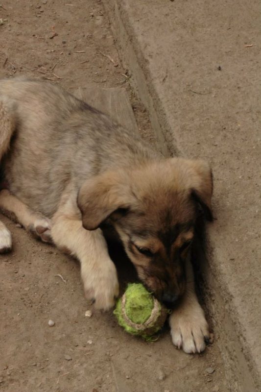 Wonba - Chien à adopter - photo 4