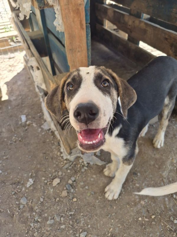 Tao - Chien à adopter
