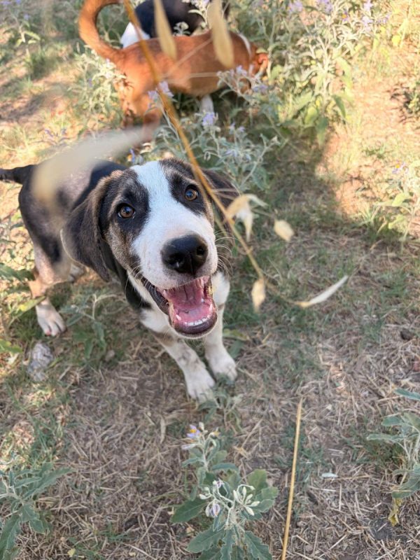 Tao - Chien à adopter - photo 2
