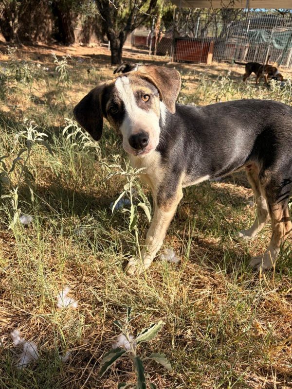 Tao - Chien à adopter - photo 3