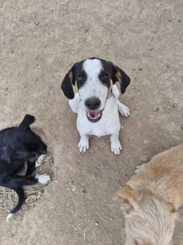 Plum - Chien à adopter - photo 4