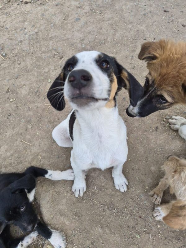 Plum - Chien à adopter - photo 3