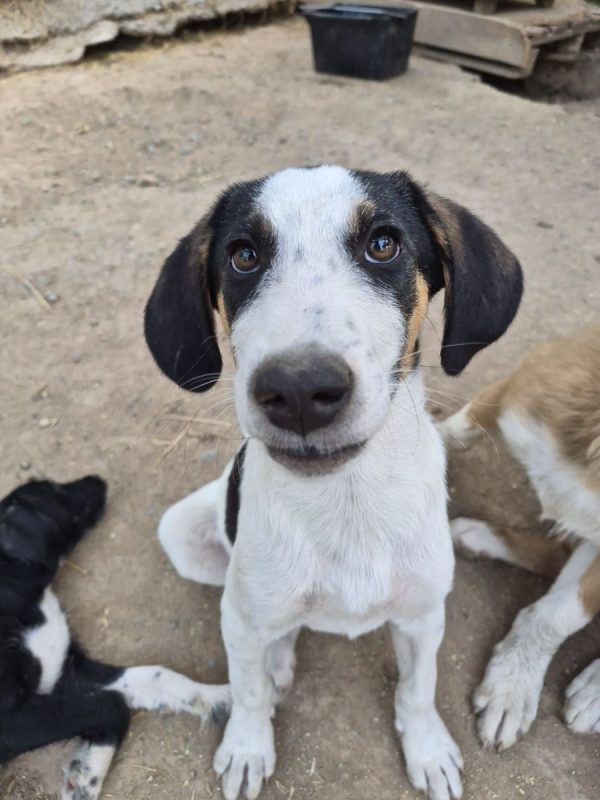 Plum - Chien à adopter