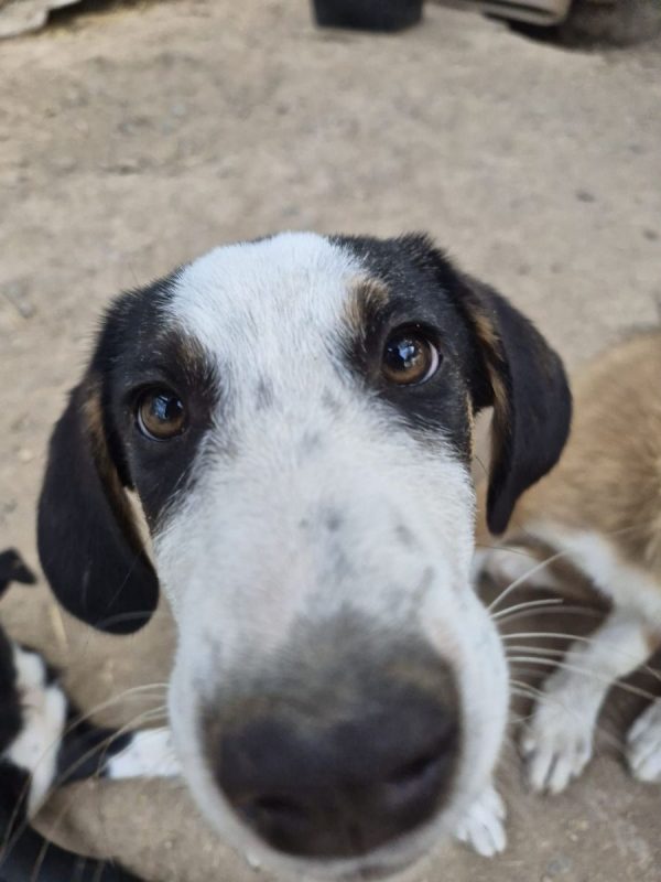Plum - Chien à adopter - photo 2