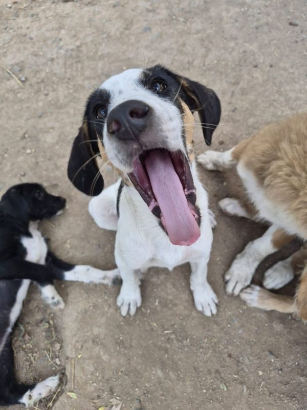 Plum - Chien à adopter - photo 8