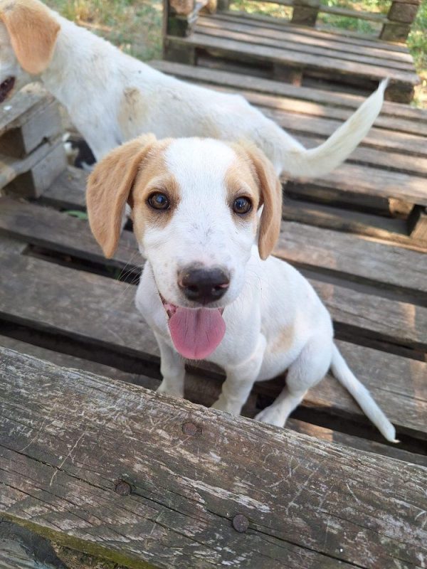 Cha - Chien à adopter - photo 3