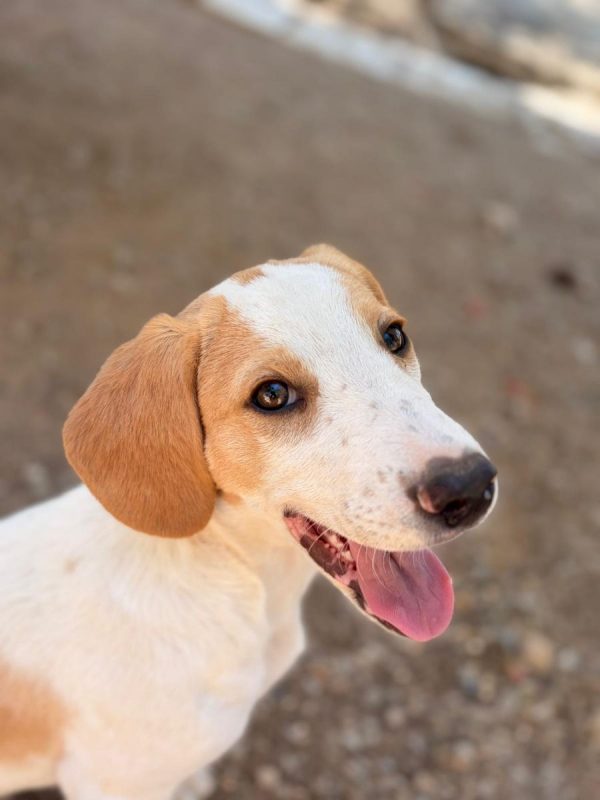 Cha - Chien à adopter - photo 2