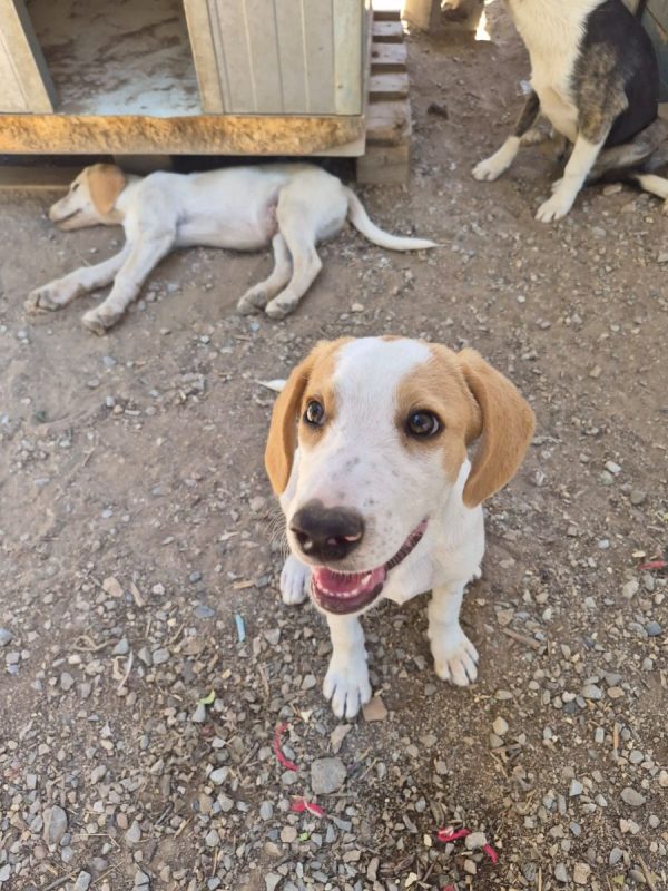 Cha - Chien à adopter - photo 6