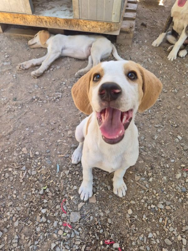 Cha - Chien à adopter