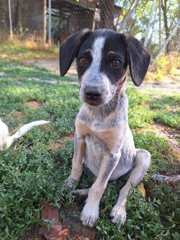 Dot - Chien à adopter - photo 9