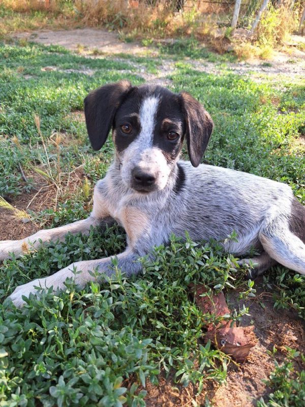 Dot - Chien à adopter