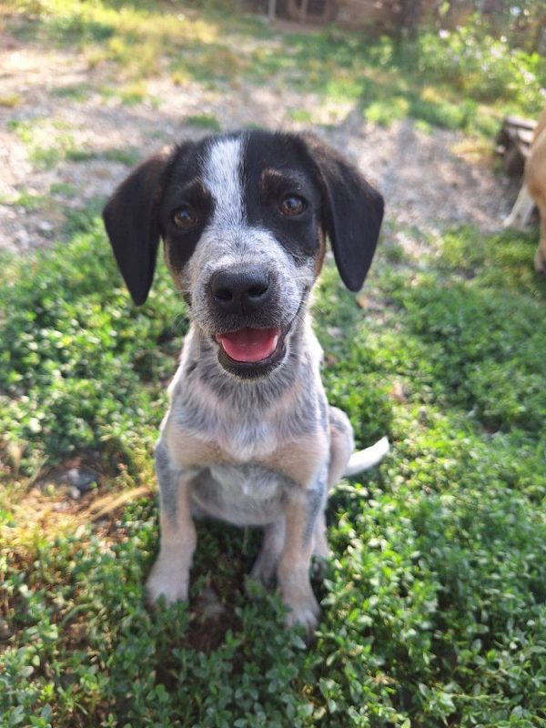 Dot - Chien à adopter - photo 7