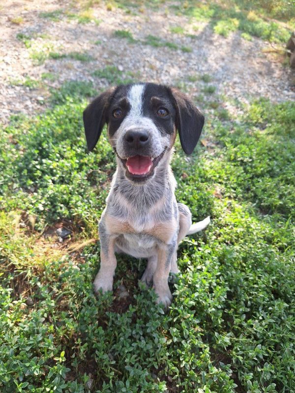 Dot - Chien à adopter - photo 8