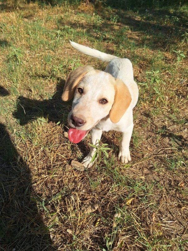 Jacob - Chien à adopter - photo 4