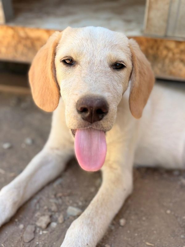 Jacob - Chien à adopter - photo 2
