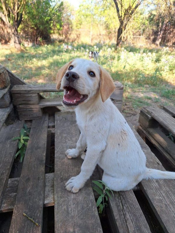 Jacob - Chien à adopter - photo 3