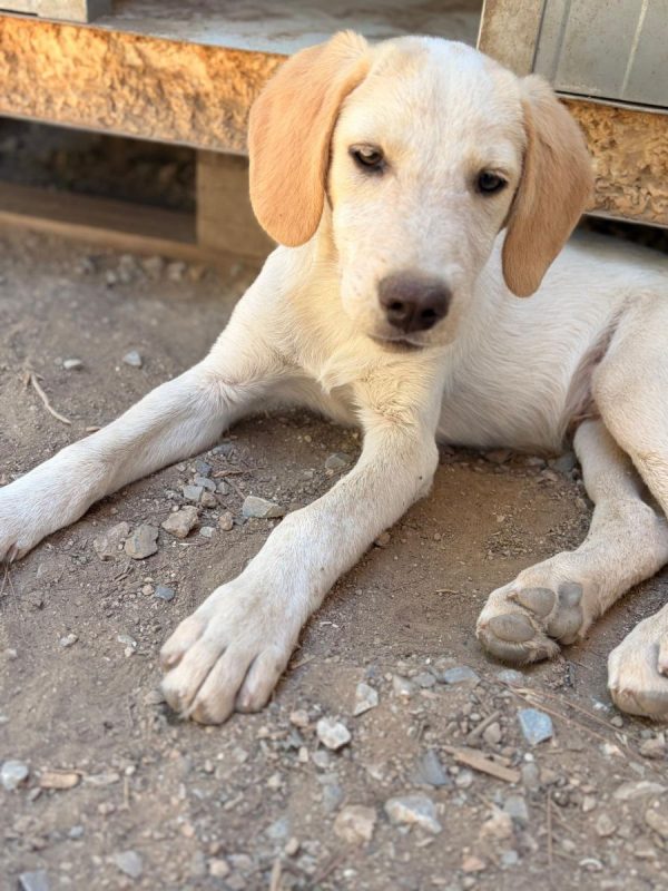 Jacob - Chien à adopter - photo 8