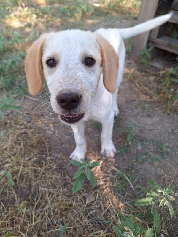 Jacob - Chien à adopter - photo 10