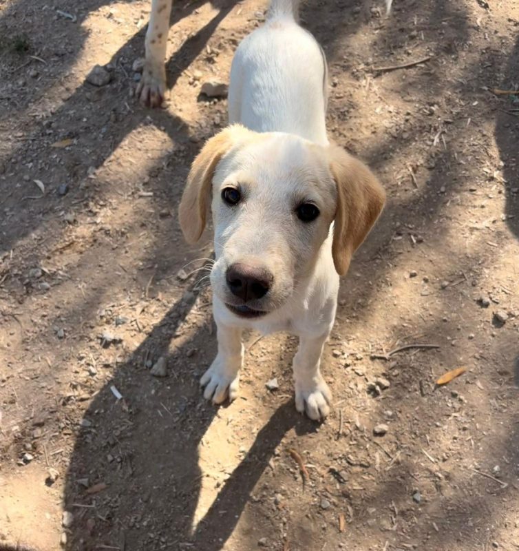Jacob - Chien à adopter - photo 7