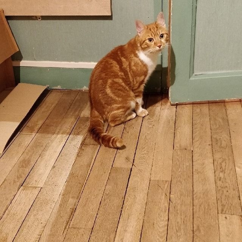 Photo de Garfield