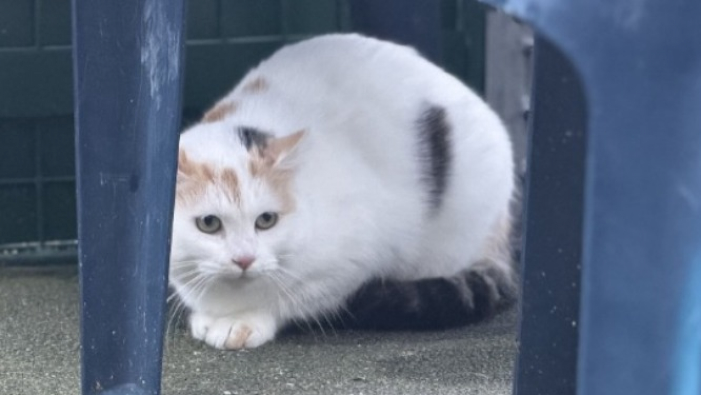 Photo #1 de Raclette