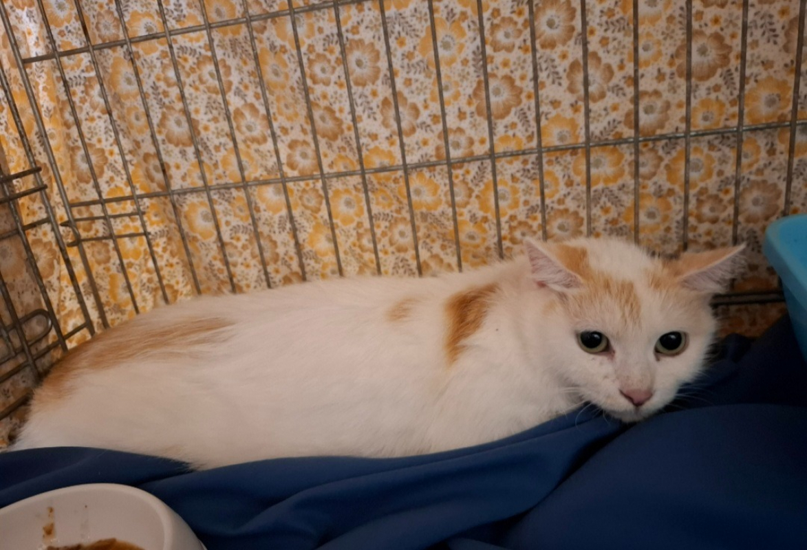 Photo #2 de Raclette