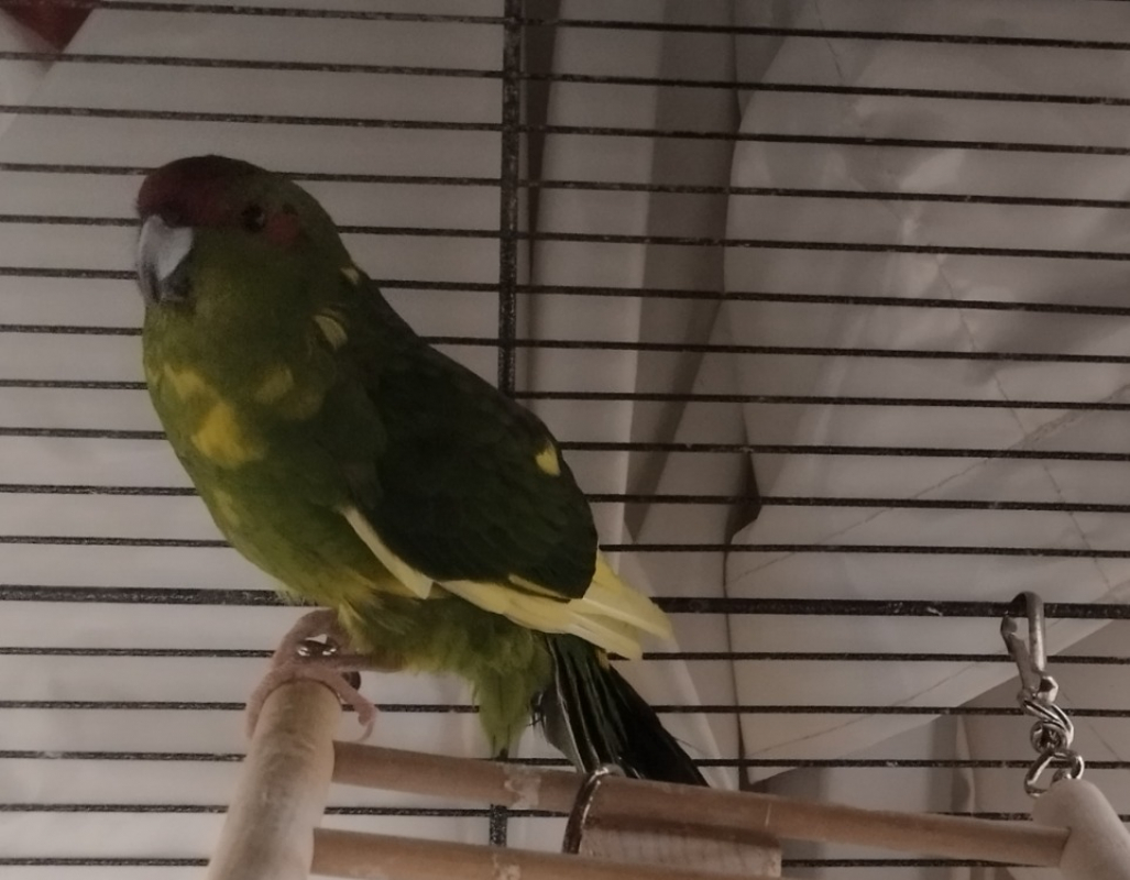 Photo #2 de Clementine