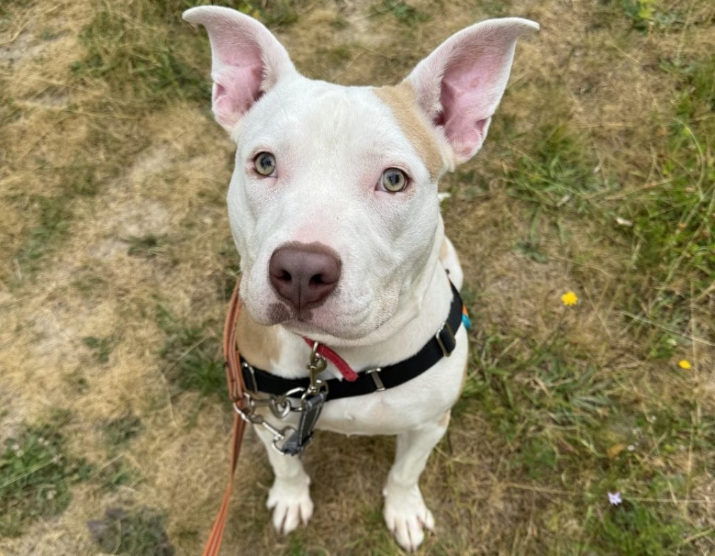 Alisha - Chien à adopter