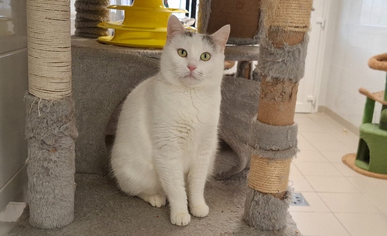 Pizza - Chat Européen à adopter