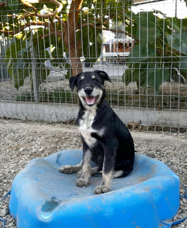 Photo #3 de rambo