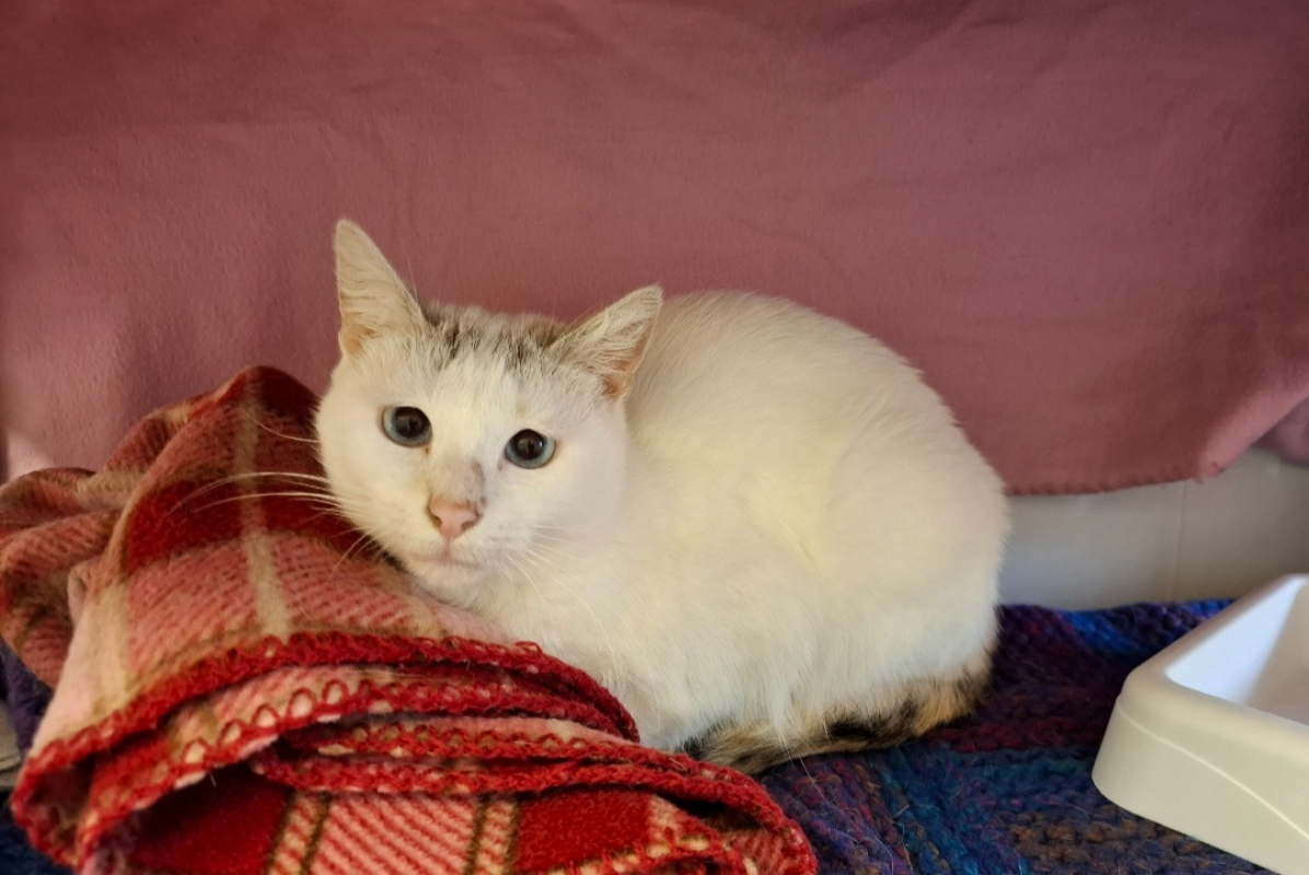 Photo #1 de Blanchette