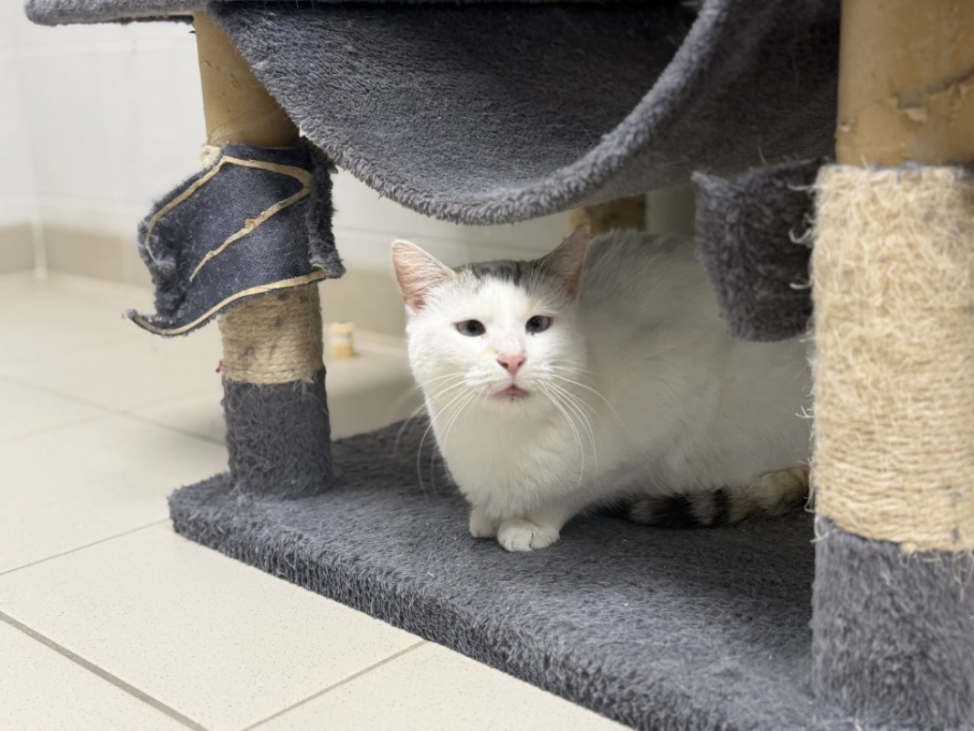 Photo #2 de Blanchette