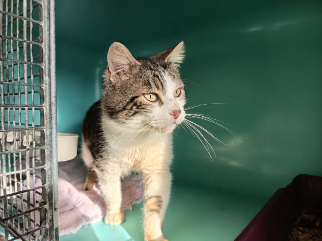 Accalmie - Chat Européen à adopter