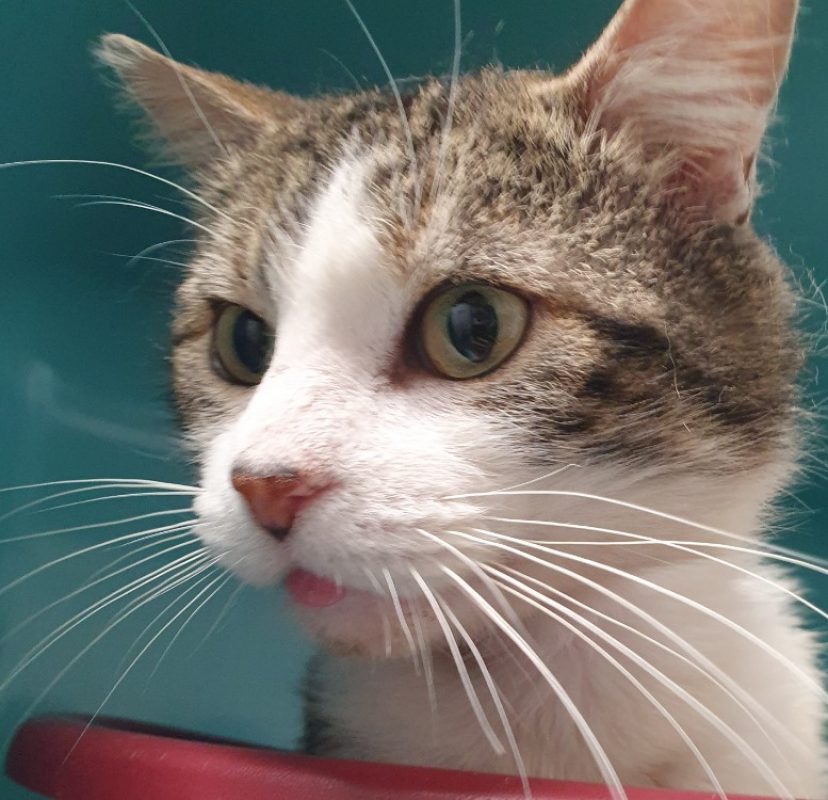 Accalmie - Chat Européen à adopter - photo 3