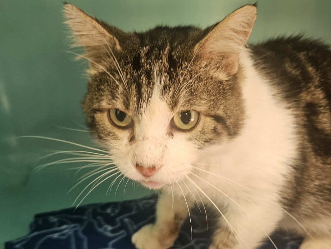 Accalmie - Chat Européen à adopter - photo 2