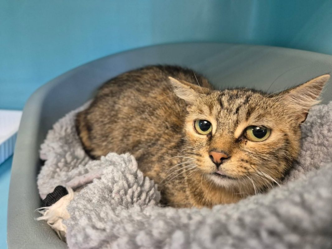 Teora - Chat Européen à adopter