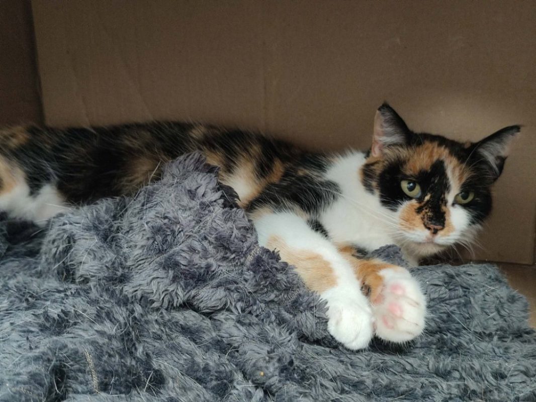 Tita - Chat Européen à adopter