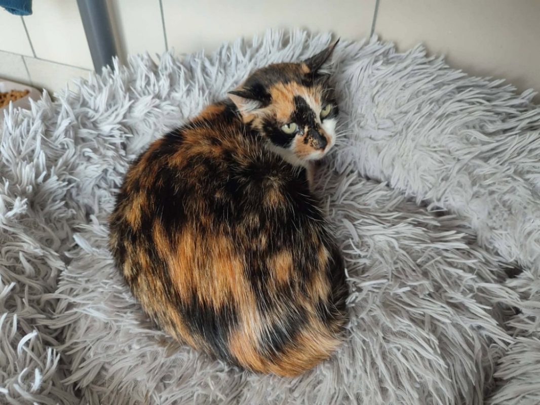 Tita - Chat Européen à adopter - photo 2