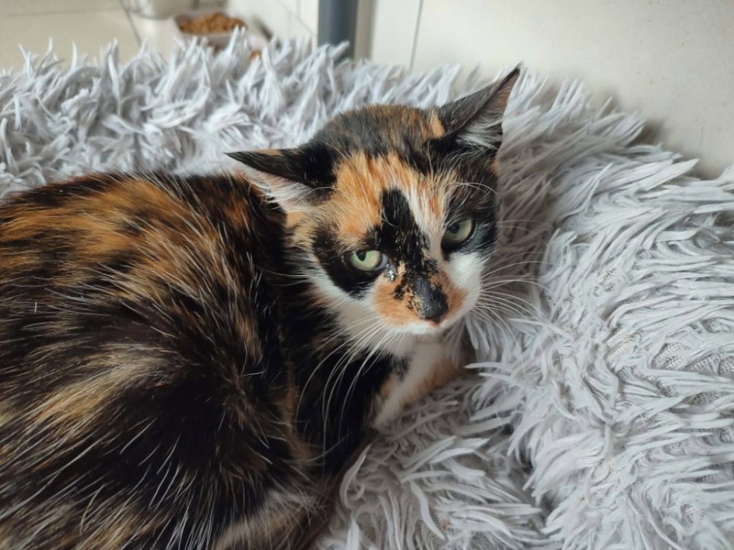 Tita - Chat Européen à adopter - photo 3