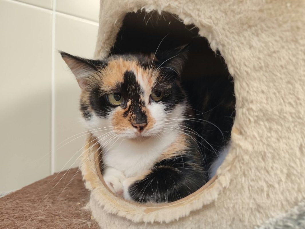 Tita - Chat Européen à adopter