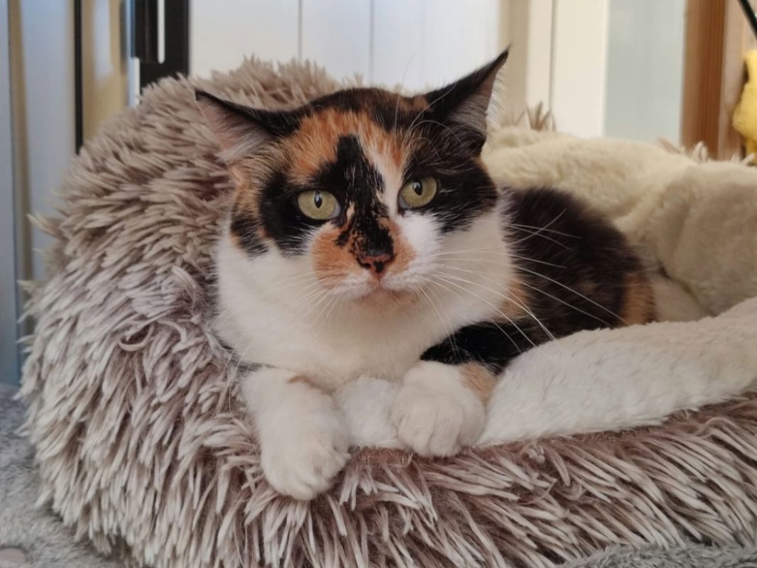 Tita - Chat Européen à adopter - photo 2