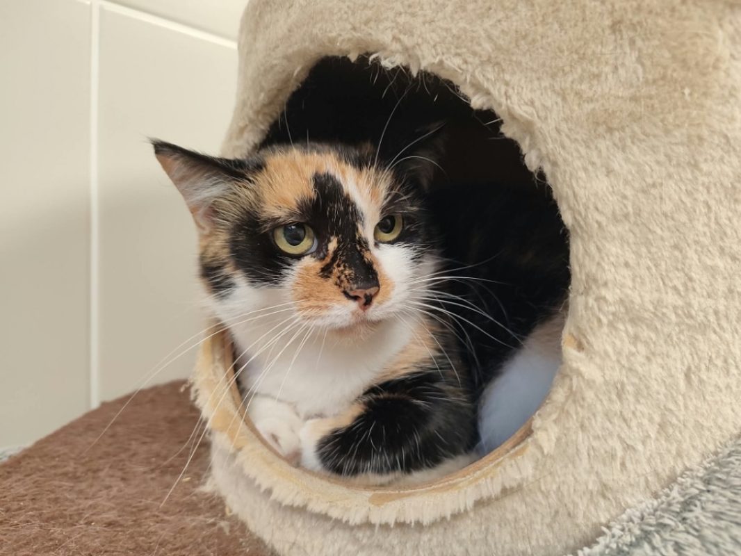 Tita - Chat Européen à adopter - photo 5