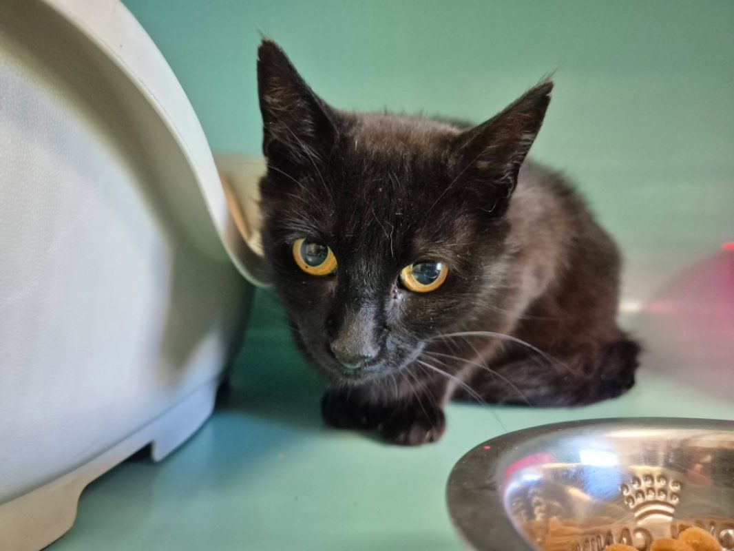 Manua - Chat Européen à adopter