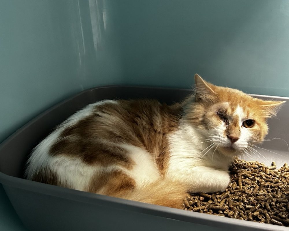 Charly - Chat Européen à adopter