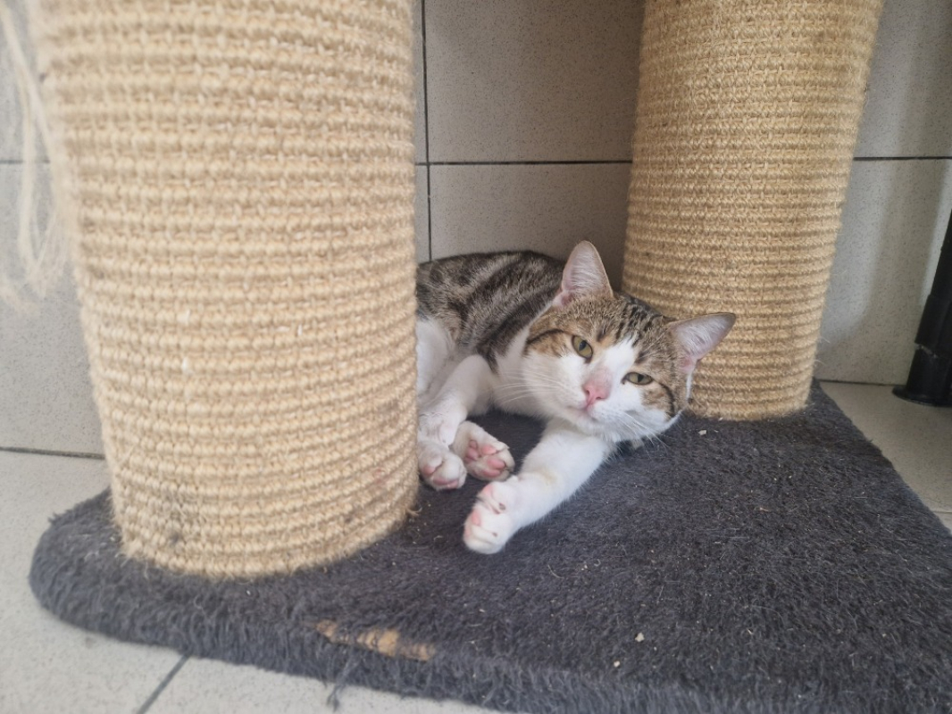 Photo de Basil