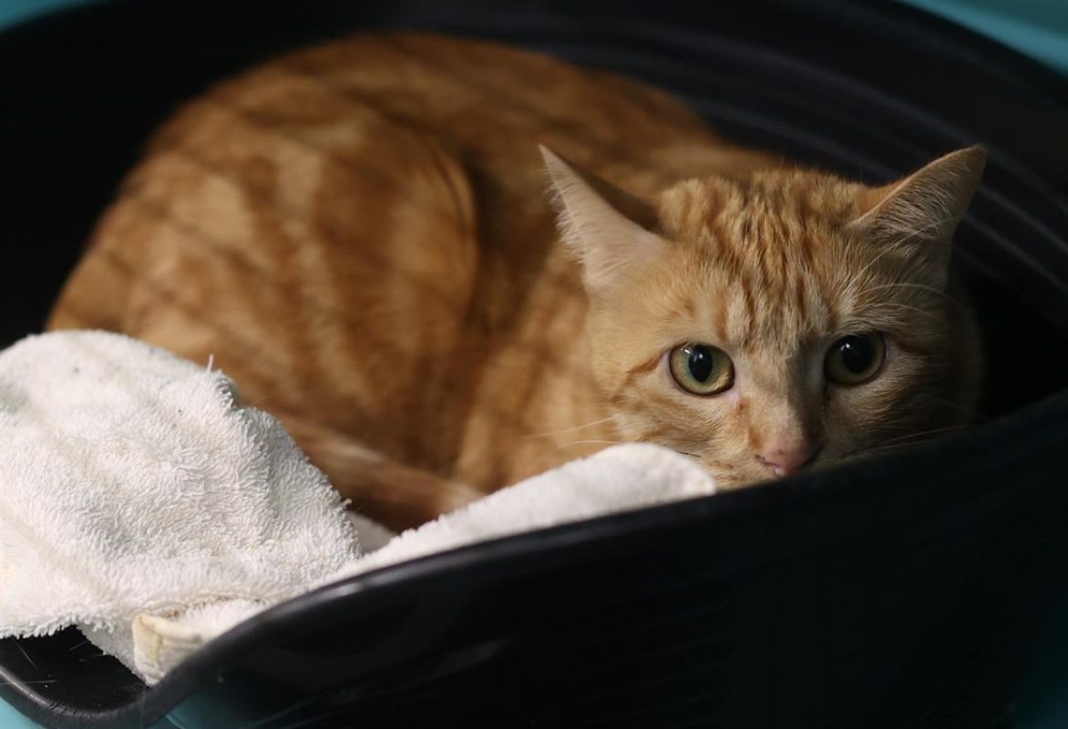 Chacha - Européen à adopter à Gennevilliers (92) - Animaux.fr