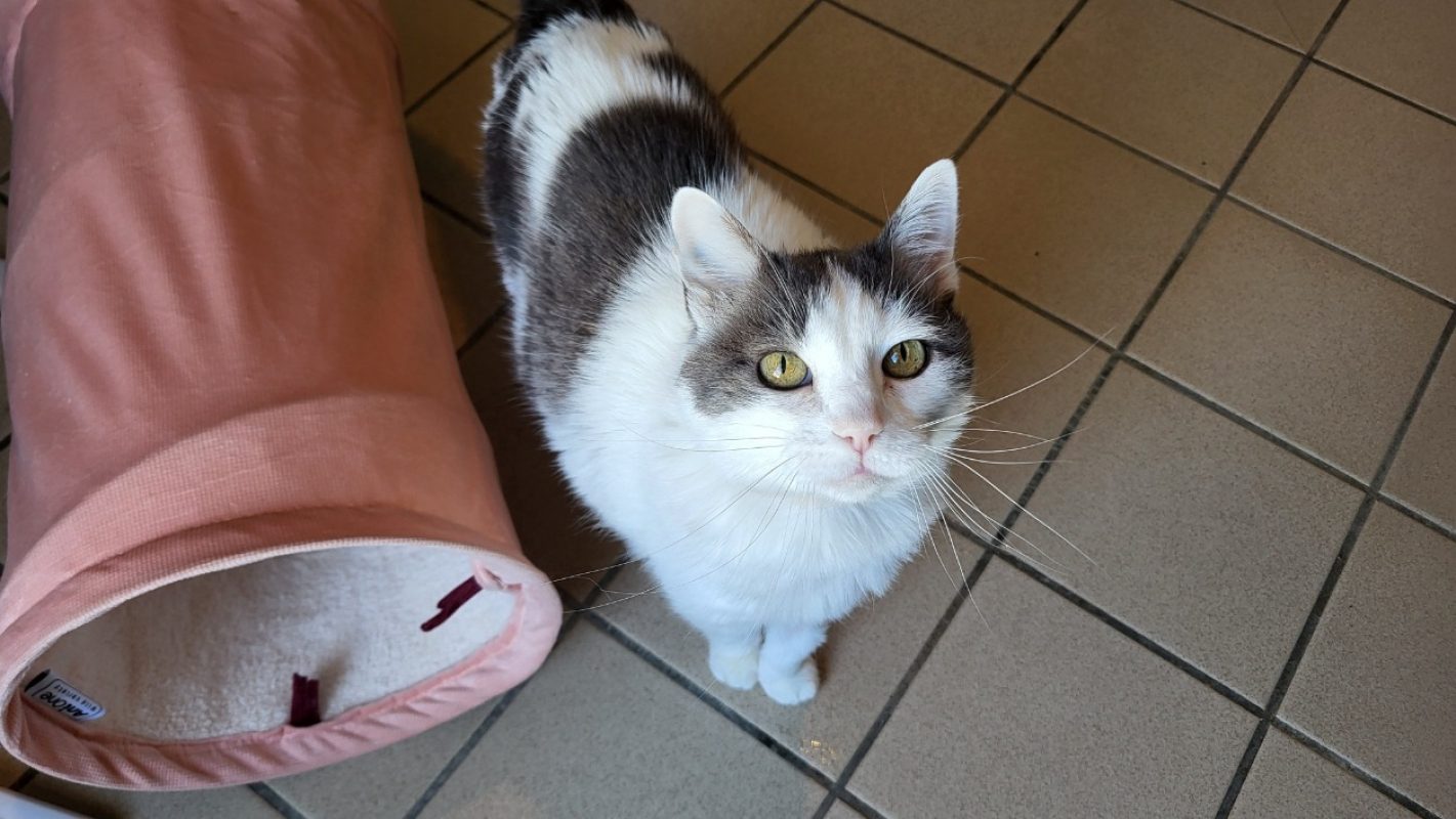 Ketty - Chat Européen à adopter